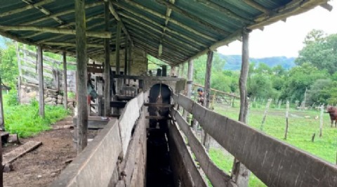 La Caldera replicó el protocolo de inseminación bovina para mejorar la genética del rodeo provincial