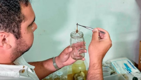 Se enviaron 75 alacranes vivos al Instituto Malbrán para elaborar suero antiescorpiónico