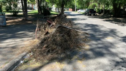 VIDEO | Vivero reincidente: multado por arrojar restos de poda en plaza de Tres Cerritos