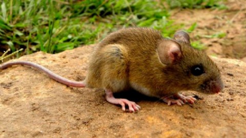 Hantavirus: Conocé cómo se contrae, los síntomas,  y cómo podemos prevenirlo