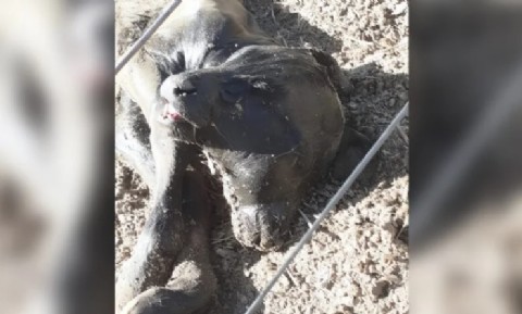 Insólito nacimiento en Anta: nace un ternero con dos cabezas en finca salteña