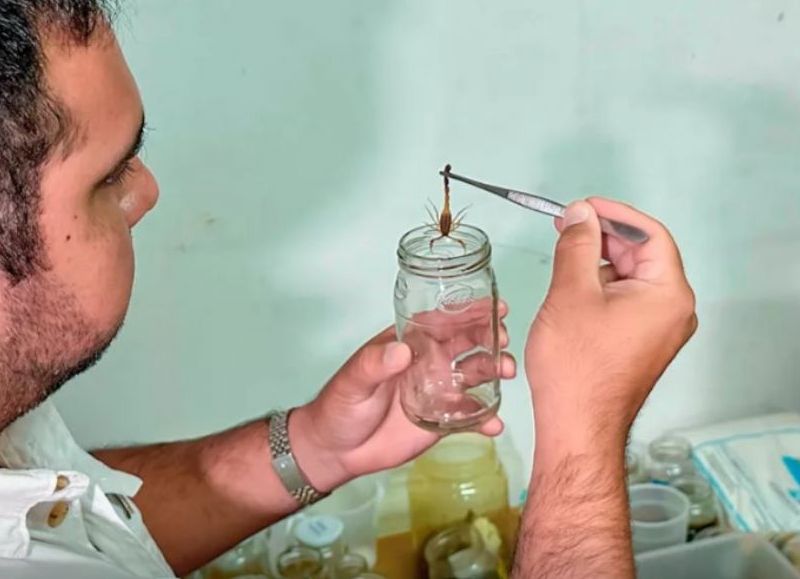 Se enviaron 75 alacranes vivos al Instituto Malbrán para elaborar suero antiescorpiónico