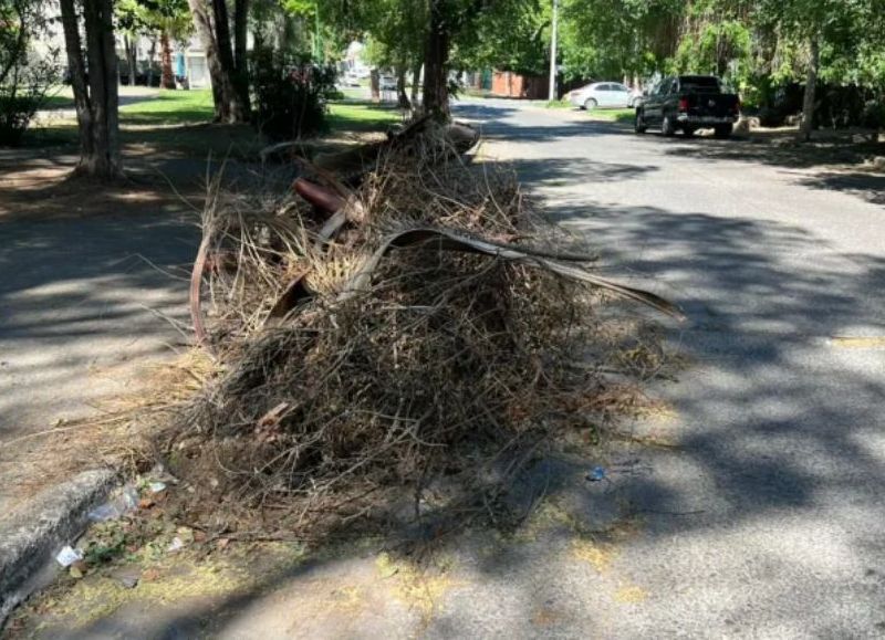 VIDEO | Vivero reincidente: multado por arrojar restos de poda en plaza de Tres Cerritos