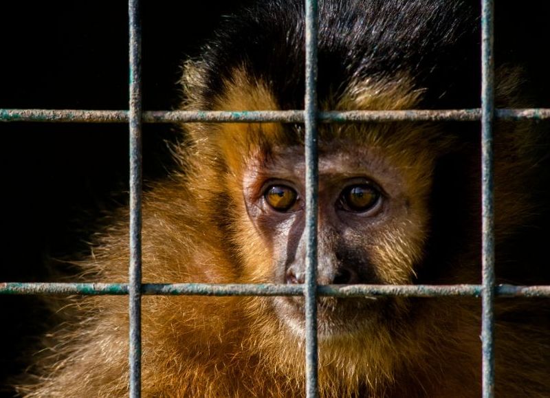 Brindarán una charla sobre las consecuencias del mascotismo de la fauna silvestre