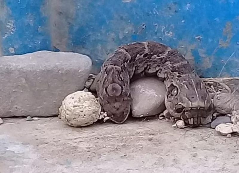 ¿Apareció una "oruga serpiente" en barrio Unión?: Sería la segunda que se encuentra en el país