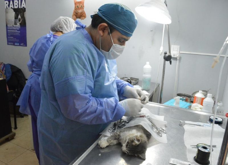 Bienestar Animal: en el 2021 se realizaron más de 15.400 castraciones