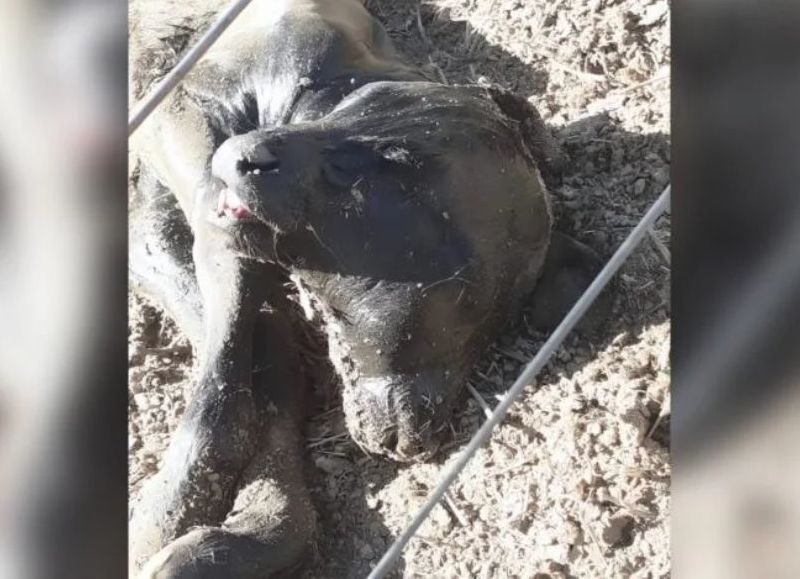 Insólito nacimiento en Anta: nace un ternero con dos cabezas en finca salteña